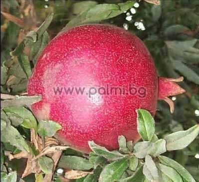 Punica granatum var. Wonderful, Granatapfel 'Wonderful'