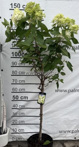 Едроцветна хортензия с пирамидални цветове Скайфал , Hydrangea paniculata Skyfall