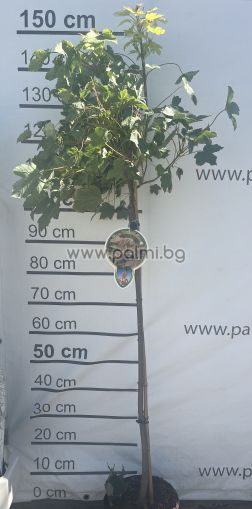 Acer platanoides 'Brilliantissimum' Норвежки явор "Брилиантисимум"