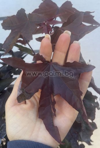 Кълбовиден Червенолистен Явор ,Acer platanoides Crimson Sentry