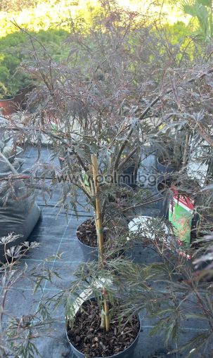 Японски клен 'Crimson Queen'. Acer palmatum 'Crimson Queen'