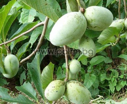 Asimina triloba, Paw paw, Indian banana