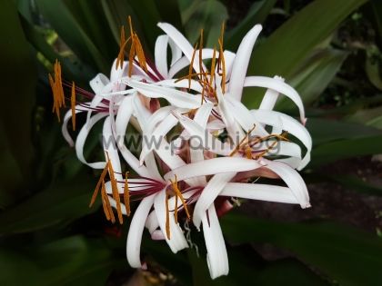 Crinum asiaticum, Азиатски Кринум, Лилия Кринум