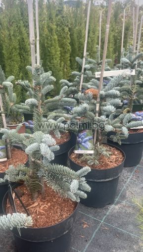 Сребърна Ела, Abies procera Glauca