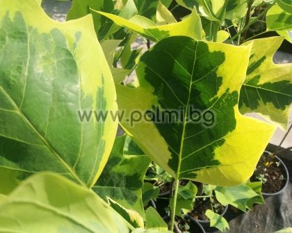 Дърво Лале с вариегатни  листа, Лириодендрон