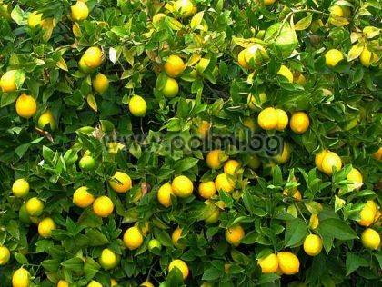 Citrus x Meyeri  Meyer Zitrone