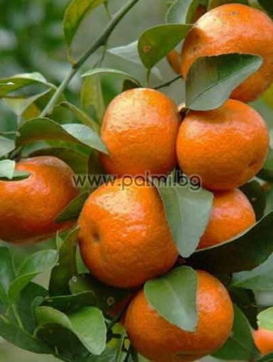 Хибридна МандаринаКлеопатра,Citrus mandarina Cleopatra