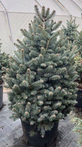 Abies lasiocarpa ‘Compacta’ – Die kompakte Subalpine Tanne