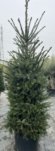 Picea omorika – Die elegante Serbische Fichte