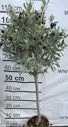 Маслина Lollipop