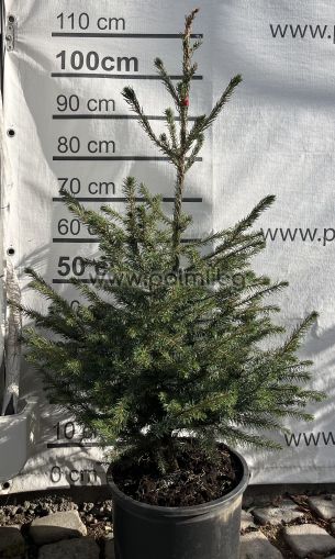 Picea omorika – Die elegante Serbische Fichte