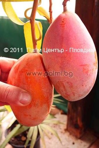 Mango variety Palmer