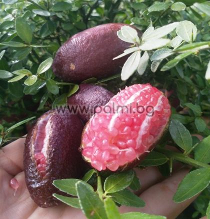 Australian finger lime, Caviar lime