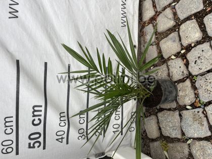 Канарска финикова палма, 30 см.