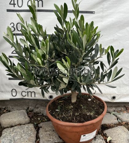 Olea europaea-Bonsai