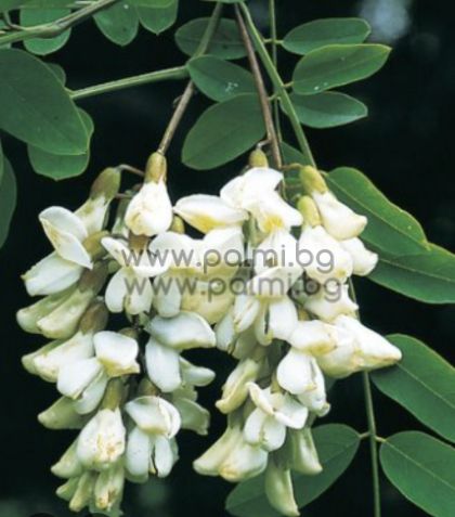 Silberakazie, Robinia pseudoacacia