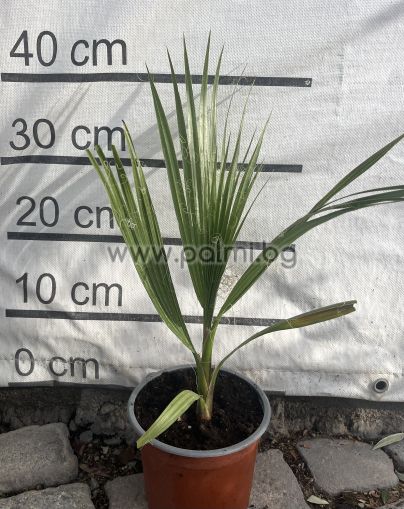 Washington Palme, Kalifornische Fächerpalme