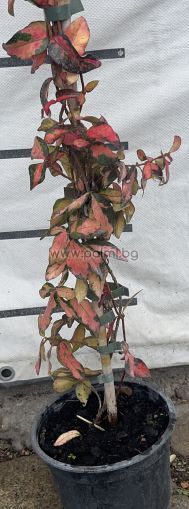 Sternjasmin mit bunte Blätter, Blütenduft winterhart