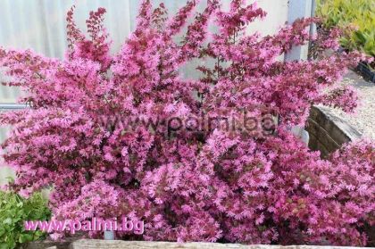 Лоропеталум, Loropetalum chinense rubrum ‘Pipa’s Red’