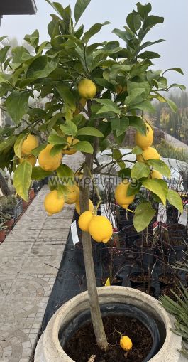 Zitronenbäumchen 'Lunario'