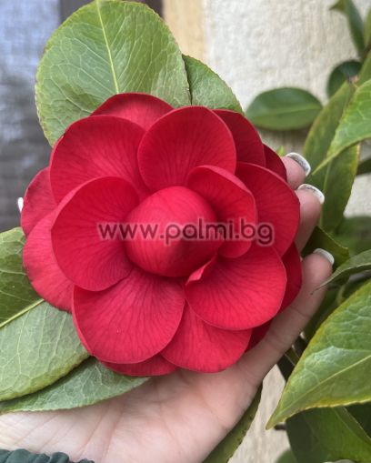 Камелия Mrs. Charles Cobb’ ( Дървовидна)