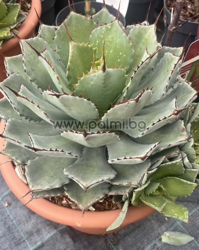 Агаве ‘Kichijokan’ , Столетник