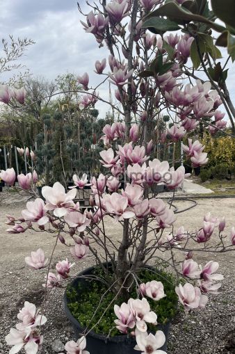 Magnolia soulangeana Purpurea