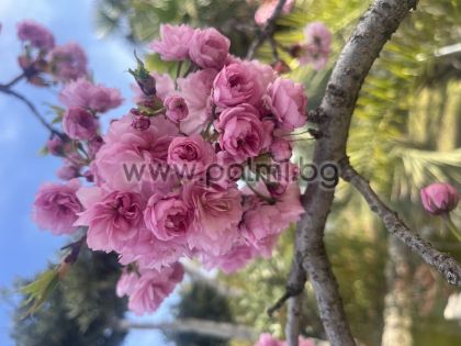 Японска вишна 'Kanzan'