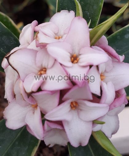Winter Daphne, Daphne  Pink fragrance '