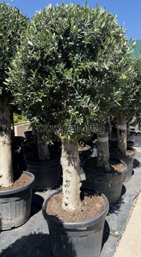 Olea europaea-Bonsai