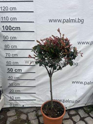 Photinia Little Red Robin, Photinia fraseri Little Red Robin  'Lolipop'