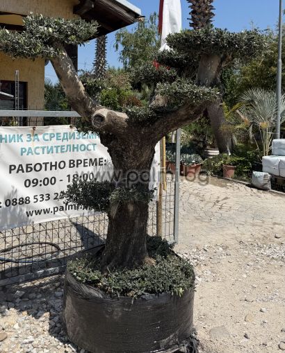 Olea europaea-Bonsai