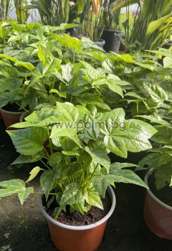 Japanese Aralia var. 'Moseri' M