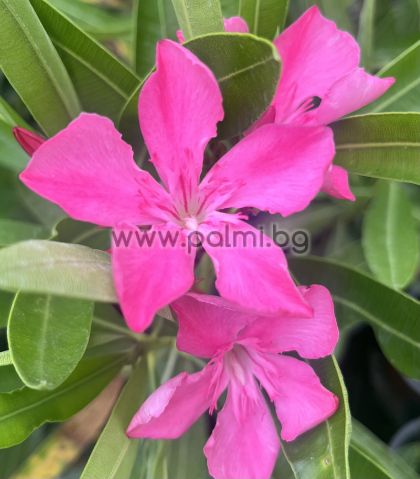 Олеандър Фантазия,Nerium oleander Fantasy