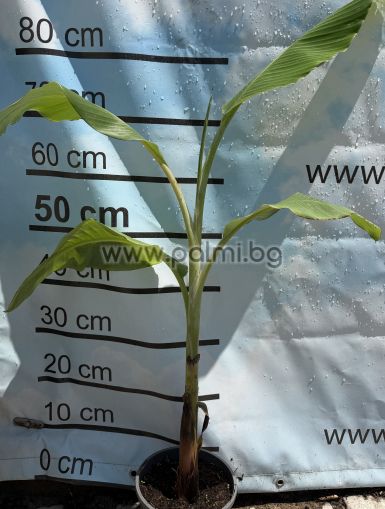Musa ce Cream Blue Java