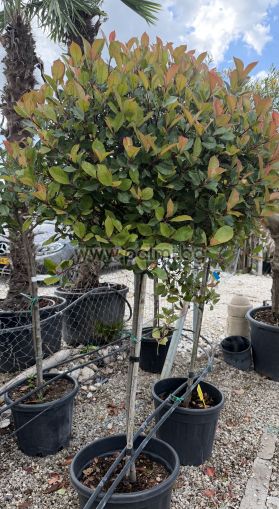 Photinia Little Red Robin, Photinia fraseri Little Red Robin  'Lolipop'