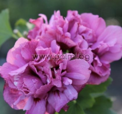 Garteneibisch ,Hibiscus syriacus ‘Duc de Brabant