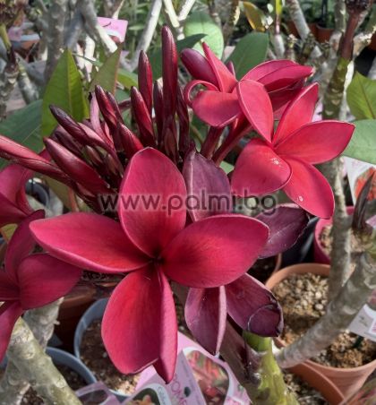 Frangipani  Cardinal