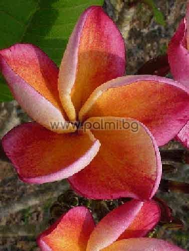 Plumeria rubra cv. Captivate, Плумерия сорт Каптивейт, Франджипани