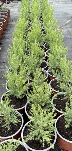 Sequoia giganteum – Riesenmammutbaum