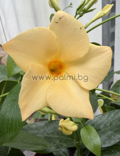 Yellow Mandevilla