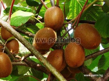 Actinidia deliciosa 'Hayward'  Kiwi Hayward von Botanischem Garten - Plovdiv