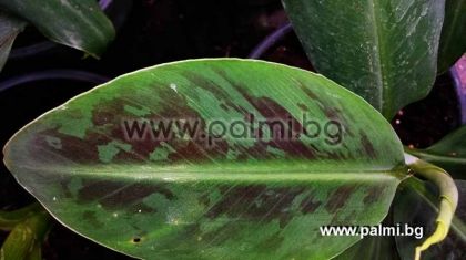 Ядлив тропически Банан Grand Nain Cavendish