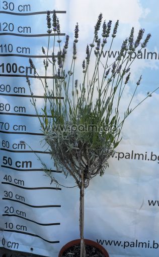 Hybrid Lavender, Lavandula x intermedia 'Grosso'