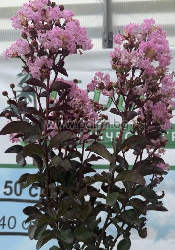 Lagerstroemia 'Rhapsody in Pink' – Zierstämmchen (Halbstamm)
