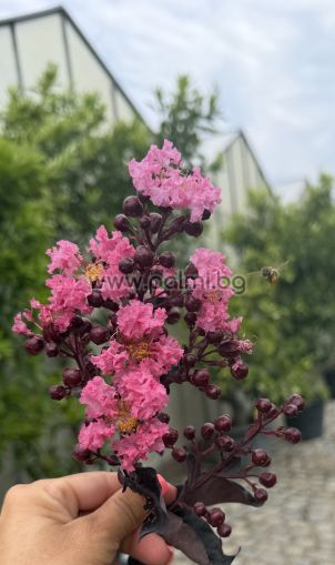 Индийски люляк щамбово  дръвче,, Lagerstroemia indica Shell Pink ,Blak Solitaire