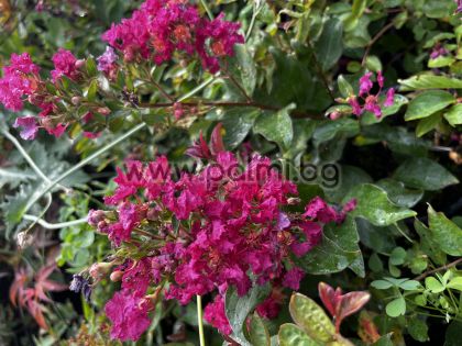 Krepp Myrte  'Berry Dazzle'Lolipop