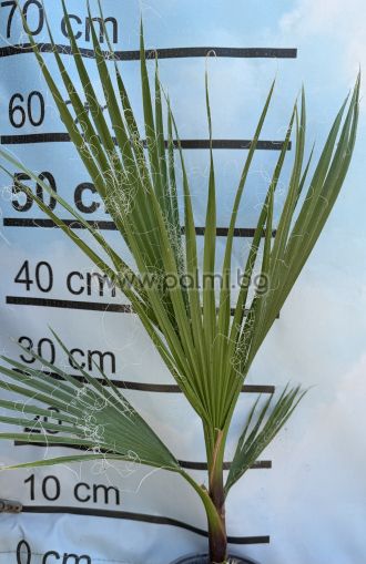 Washington Palme, Kalifornische Fächerpalme