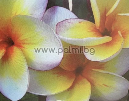Frangipani Sun Splash