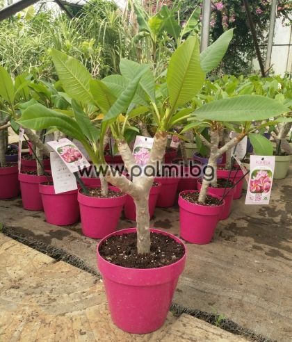 Frangipani  Pink Jack